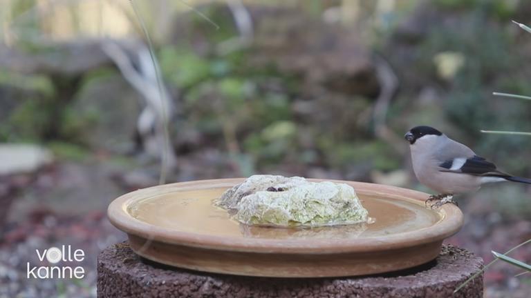 Ein Vogel an einer präparierten Wasserquelle