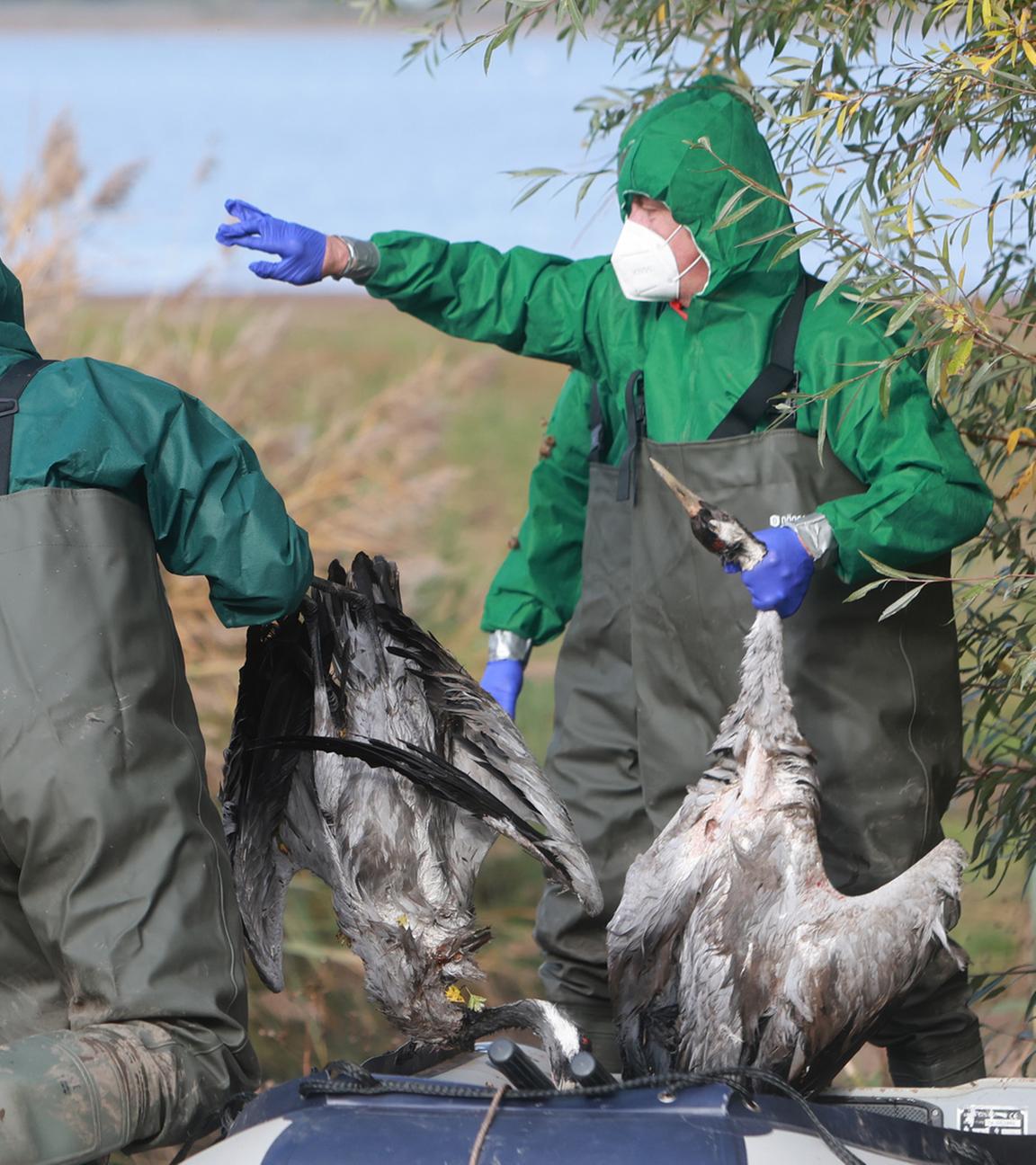Einsatzkräfte der Feuerwehr entsorgen verendete Kraniche in einem Container. Am Stausee Kelbra gibt es einen Ausbruch der Vogelgrippe.