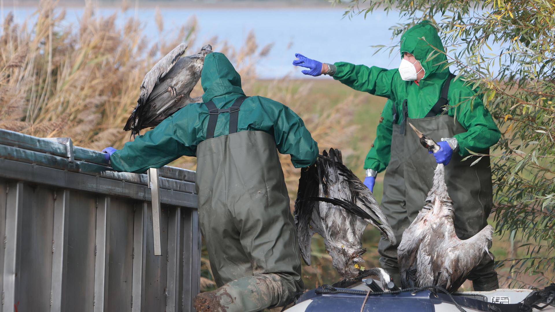 Einsatzkräfte der Feuerwehr entsorgen verendete Kraniche in einem Container. Am Stausee Kelbra gibt es einen Ausbruch der Vogelgrippe.
