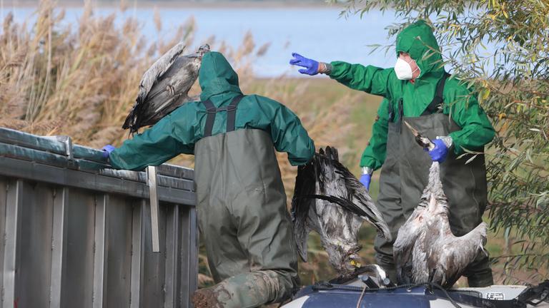 Einsatzkräfte der Feuerwehr entsorgen verendete Kraniche in einem Container. Am Stausee Kelbra gibt es einen Ausbruch der Vogelgrippe.