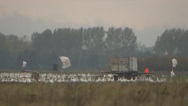 Gänse auf dem Feld