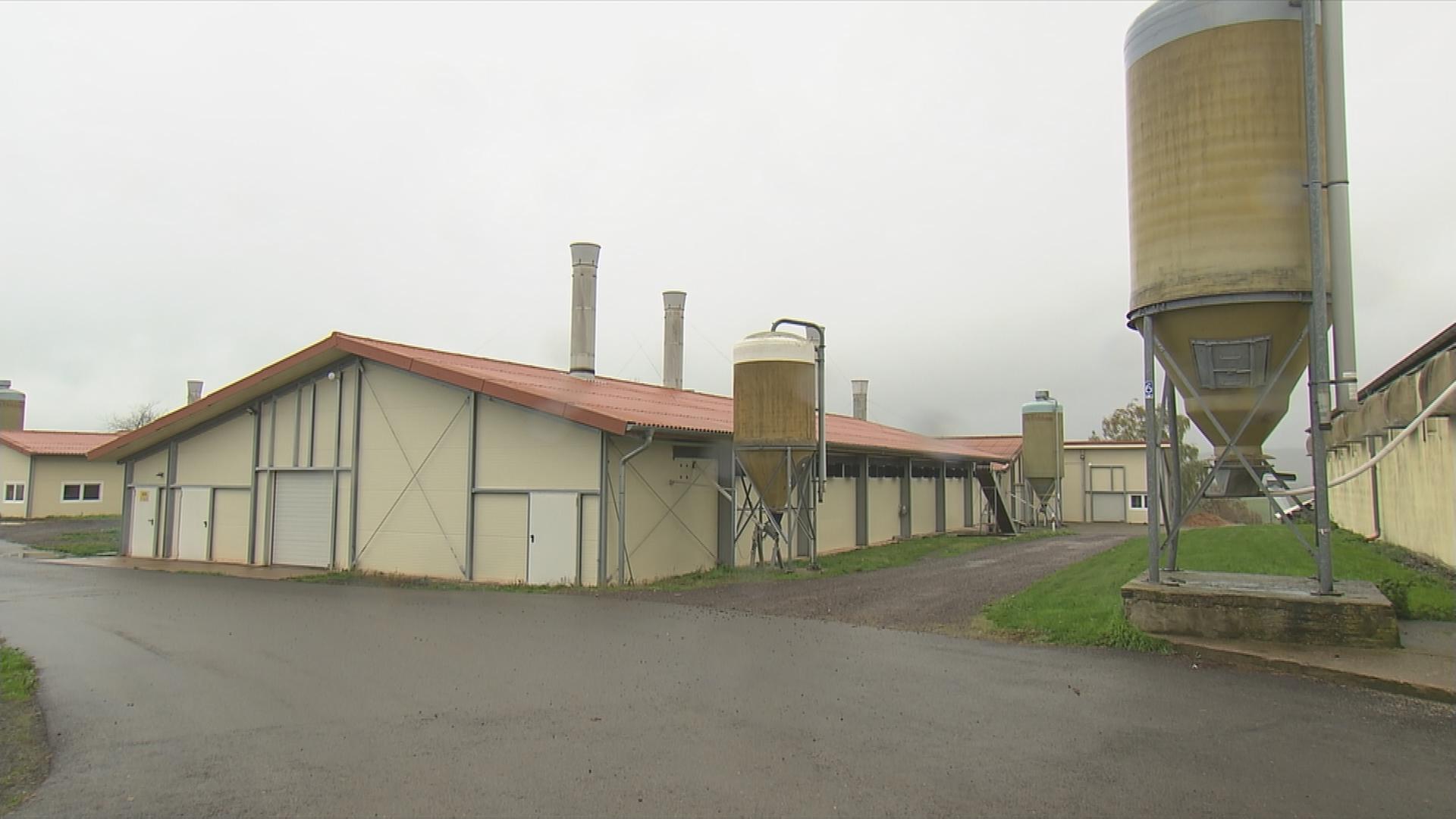 Vogelgrippe Geflügelhof