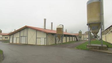 Vogelgrippe Geflügelhof