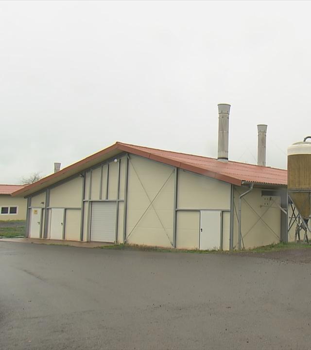 Vogelgrippe Geflügelhof