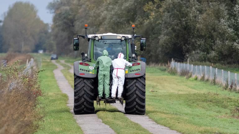 In einem Seuchen-Sperrgebiet in der Nähe von Linum (Fehrbellin) stehen zwei Helfer in Schutzanzügen auf einem Traktor.