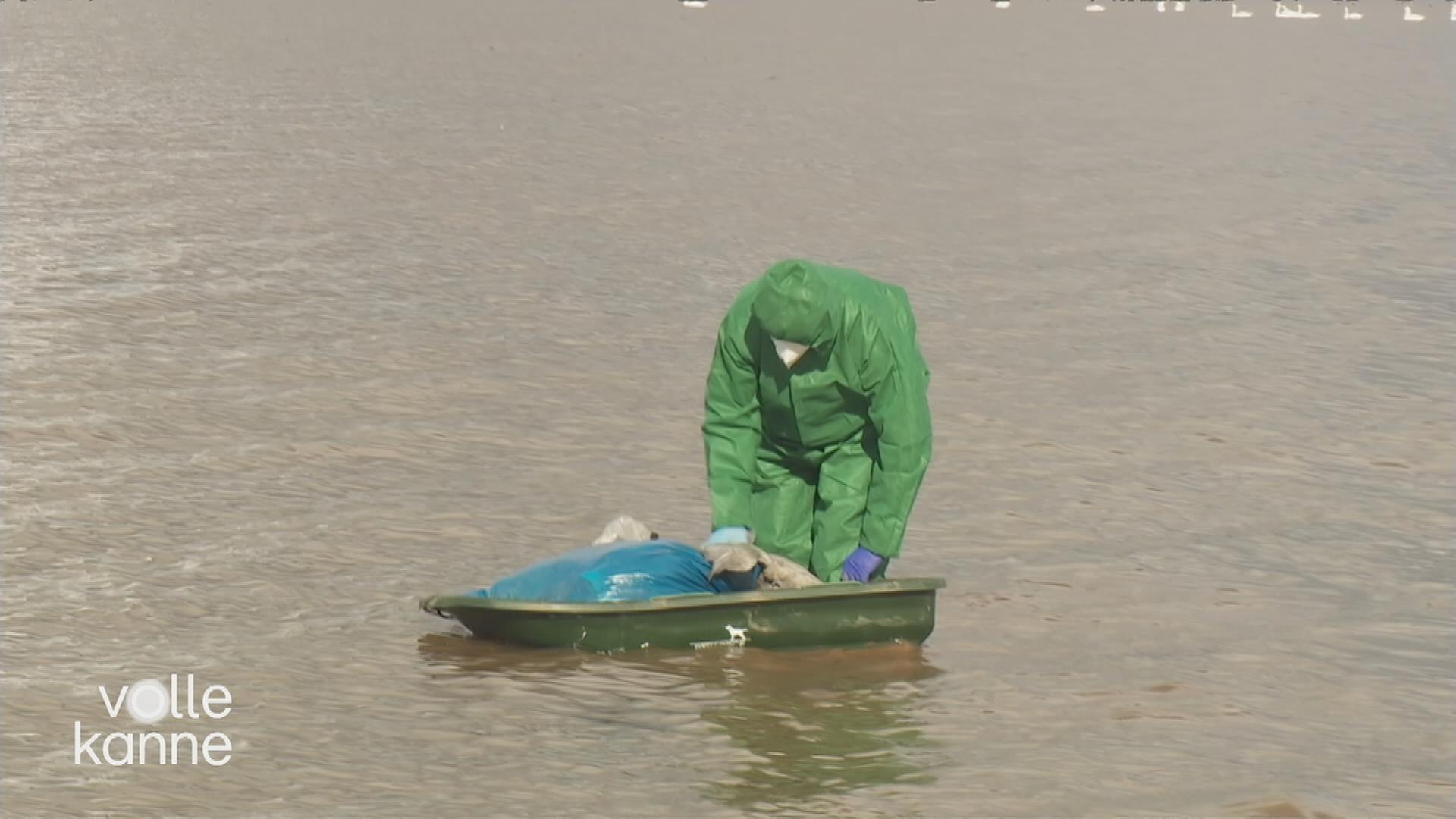 Ein Mann im Wasser im Schutzanzug, der tote Wildtiere einsammelt.