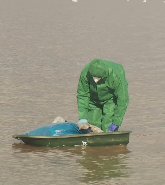 Ein Mann im Wasser im Schutzanzug, der tote Wildtiere einsammelt.