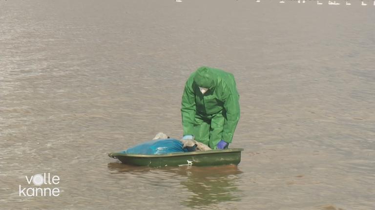 Ein Mann im Wasser im Schutzanzug, der tote Wildtiere einsammelt.