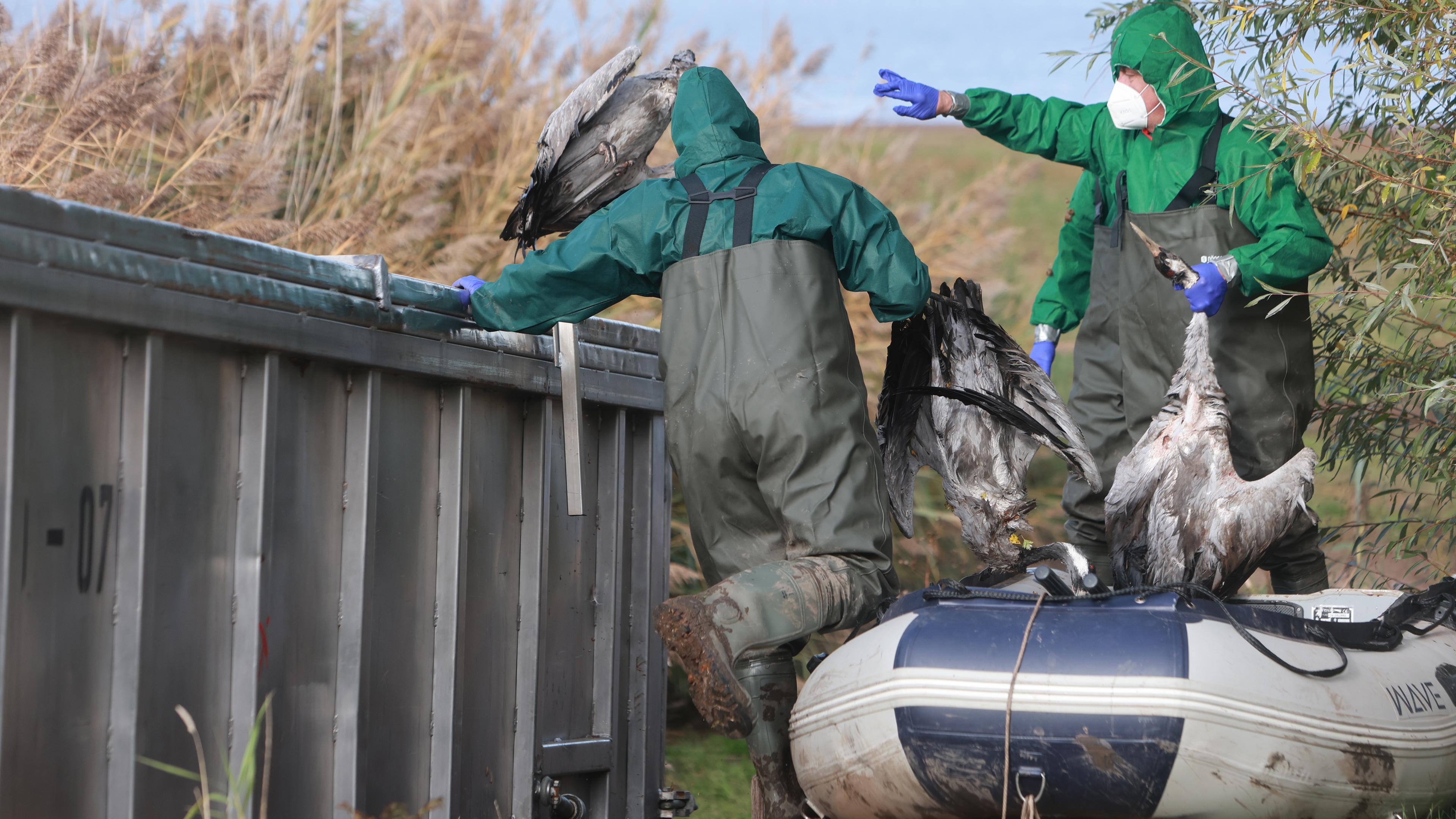 Einsatzkräfte der Feuerwehr entsorgen verendete Kraniche in einem Container. 
