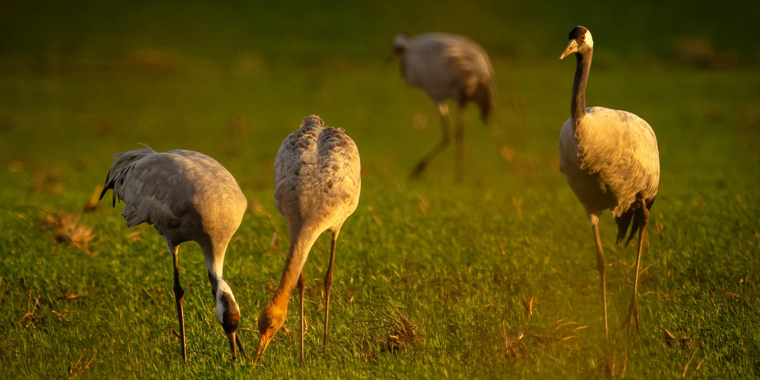 Kraniche stehen auf einem Feld. Zur Vermeidung der Einschleppung oder Verschleppung der Geflügelpest durch Wildvögel auf Haus- und Nutzgeflügelbestände wird in immer mehr Regionen in Niedersachsen die Stallpflicht angeordnet.