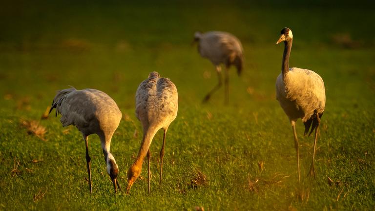 Kraniche stehen auf einem Feld. Zur Vermeidung der Einschleppung oder Verschleppung der Geflügelpest durch Wildvögel auf Haus- und Nutzgeflügelbestände wird in immer mehr Regionen in Niedersachsen die Stallpflicht angeordnet.