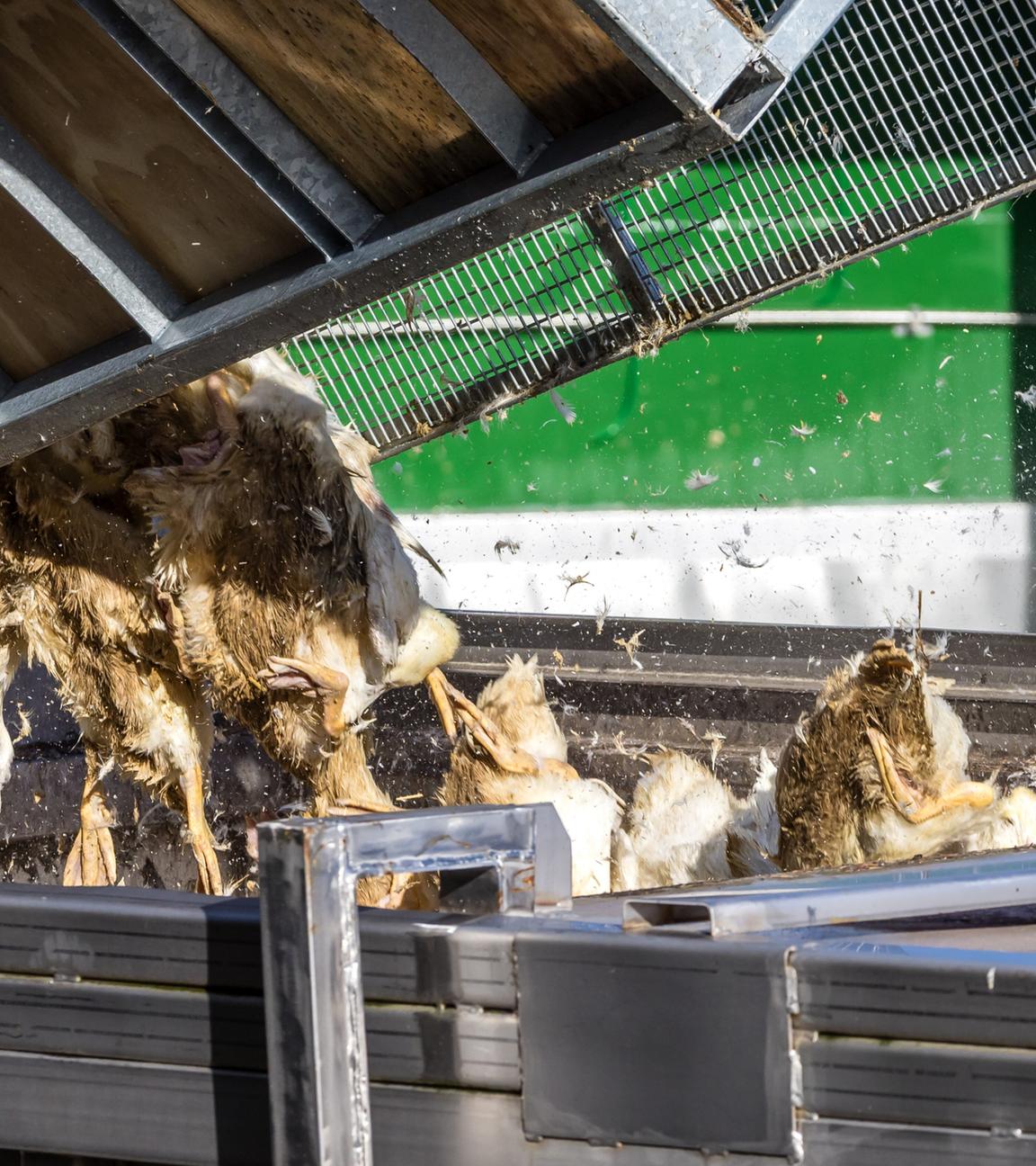 Brandenburg, Neuhardenberg: Enten, die in einer von Geflügelpest befallenen Anlage getötet wurden, werden in einen Transportbehälter gekippt.