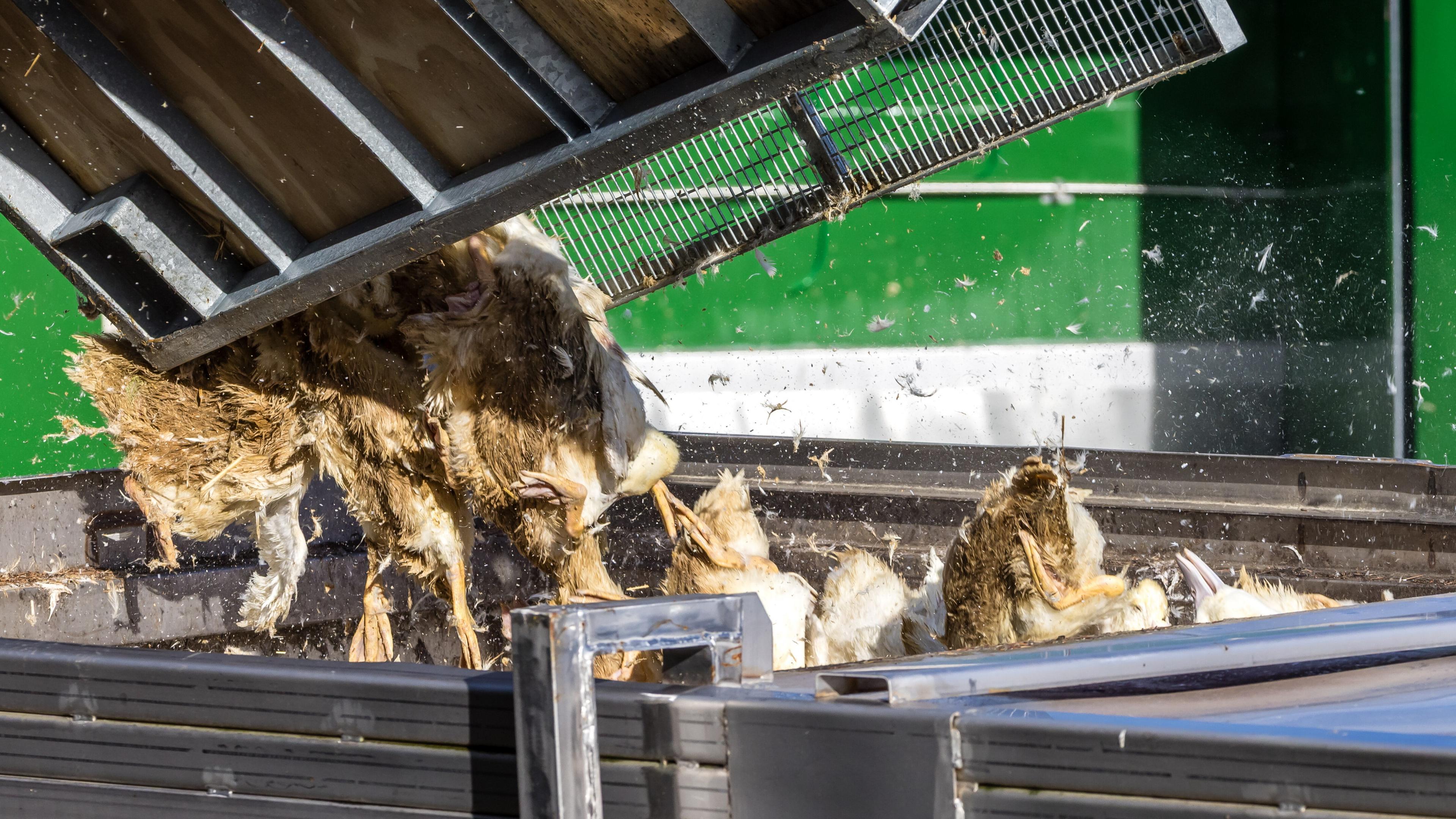 Brandenburg, Neuhardenberg: Enten, die in einer von Geflügelpest befallenen Anlage getötet wurden, werden in einen Transportbehälter gekippt.