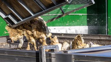 Brandenburg, Neuhardenberg: Enten, die in einer von Geflügelpest befallenen Anlage getötet wurden, werden in einen Transportbehälter gekippt.