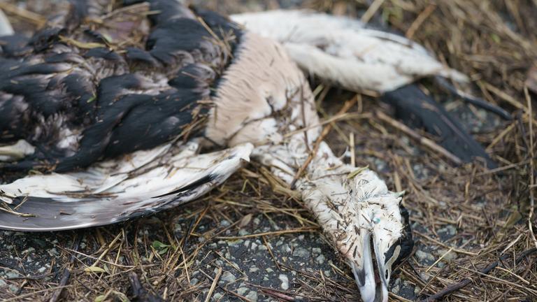 Tote Eiderente, die an Vogelgrippe gestorben ist.