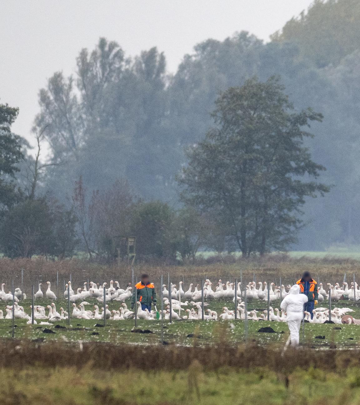 Mitarbeiter stehen auf einer Wiese mit Gänsen. Auf einem Gänsehof sind rund 5.000 Gänse vom Ausbruch der Geflügelpest betroffen und müssen getötet werden.