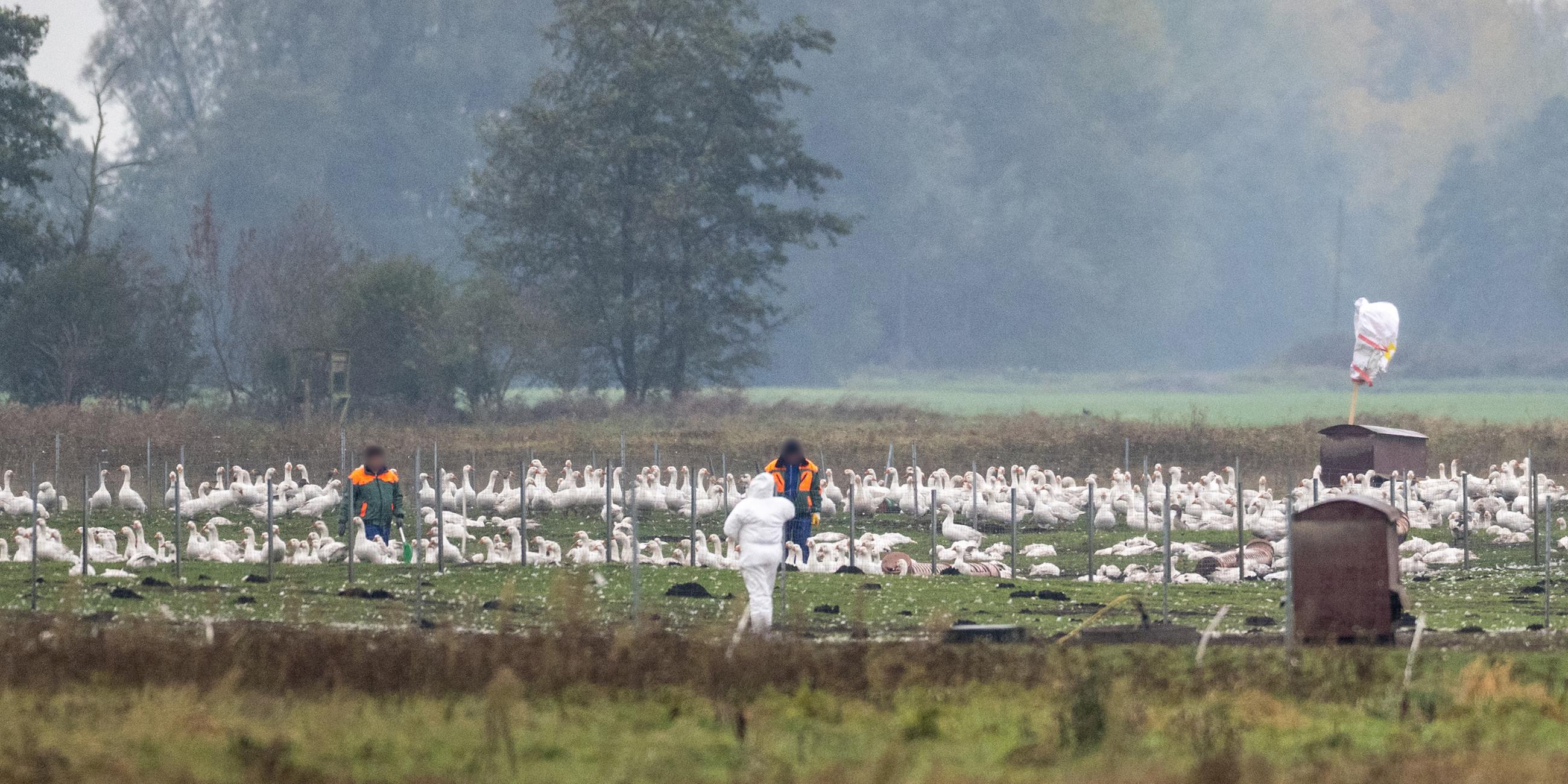 Mitarbeiter stehen auf einer Wiese mit Gänsen. Auf einem Gänsehof sind rund 5.000 Gänse vom Ausbruch der Geflügelpest betroffen und müssen getötet werden.