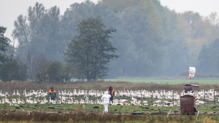 Mitarbeiter stehen auf einer Wiese mit Gänsen. Auf einem Gänsehof sind rund 5.000 Gänse vom Ausbruch der Geflügelpest betroffen und müssen getötet werden.