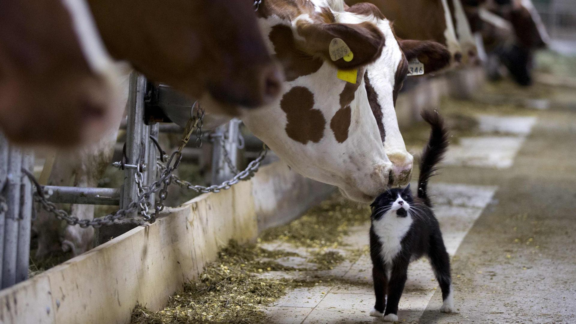 Archiv: Kühe im Kuhstall schnüffeln an Katze