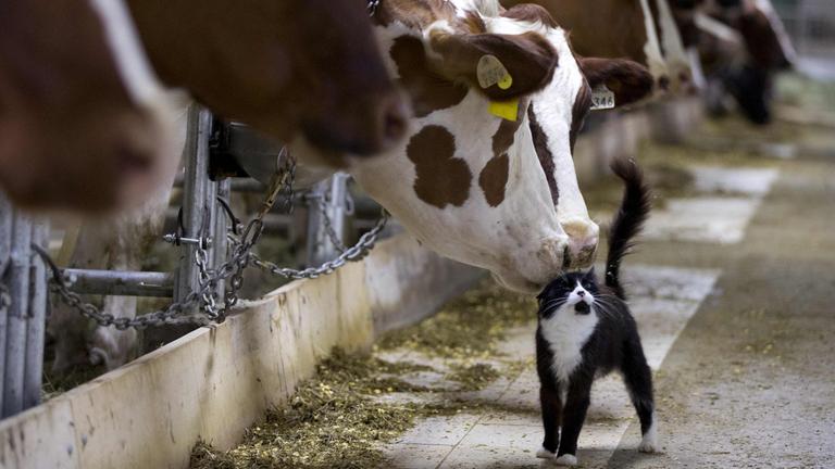 Archiv: Kühe im Kuhstall schnüffeln an Katze