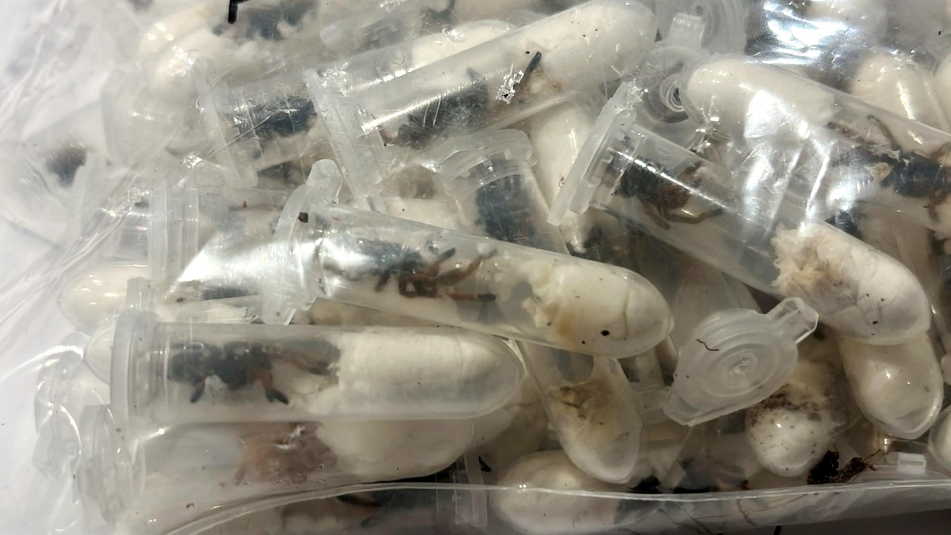 Vogelspinnen in einer Kekslieferung aus Vietnam gefunden 