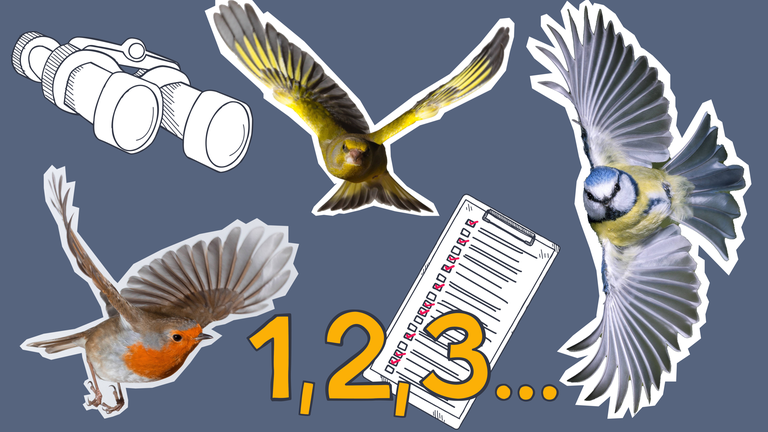 Blaumeise, Rotkelchen und Grünfink flattern herum, daneben ein Fernglas, ein Klemmbrett und die Zahlen 1, 2, 3, ...