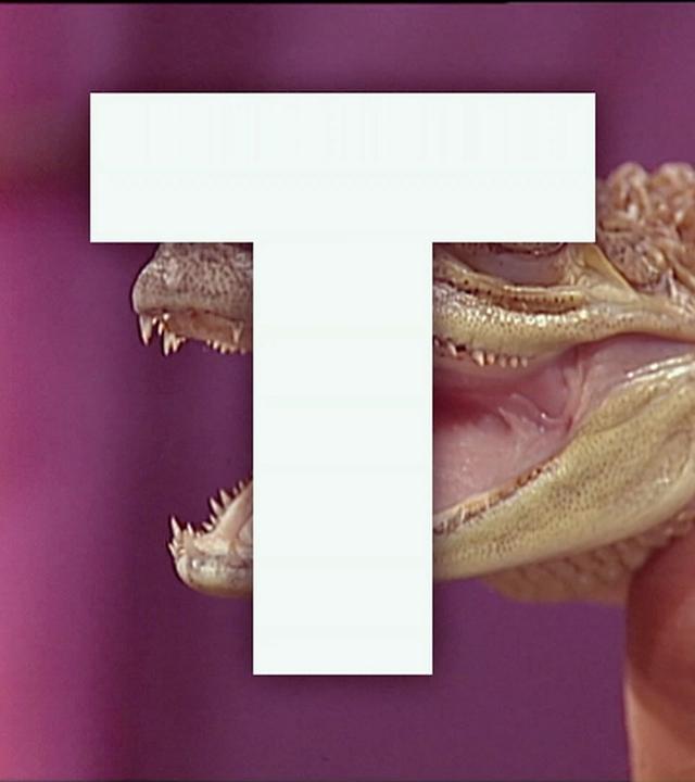 Der Buchstabe "T" wie Tiere