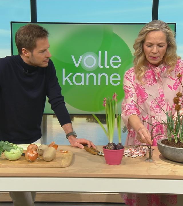 Moderator Florian Weiss und Garten-Expertin Anja Koenzen stehen im Volle-Kanne-Studio an einem Tisch und schauen auf Zwiebelpflanzen.