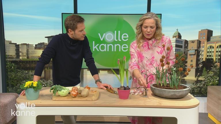 Moderator Florian Weiss und Garten-Expertin Anja Koenzen stehen im Volle-Kanne-Studio an einem Tisch und schauen auf Zwiebelpflanzen.