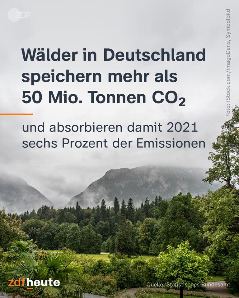Ein Wald