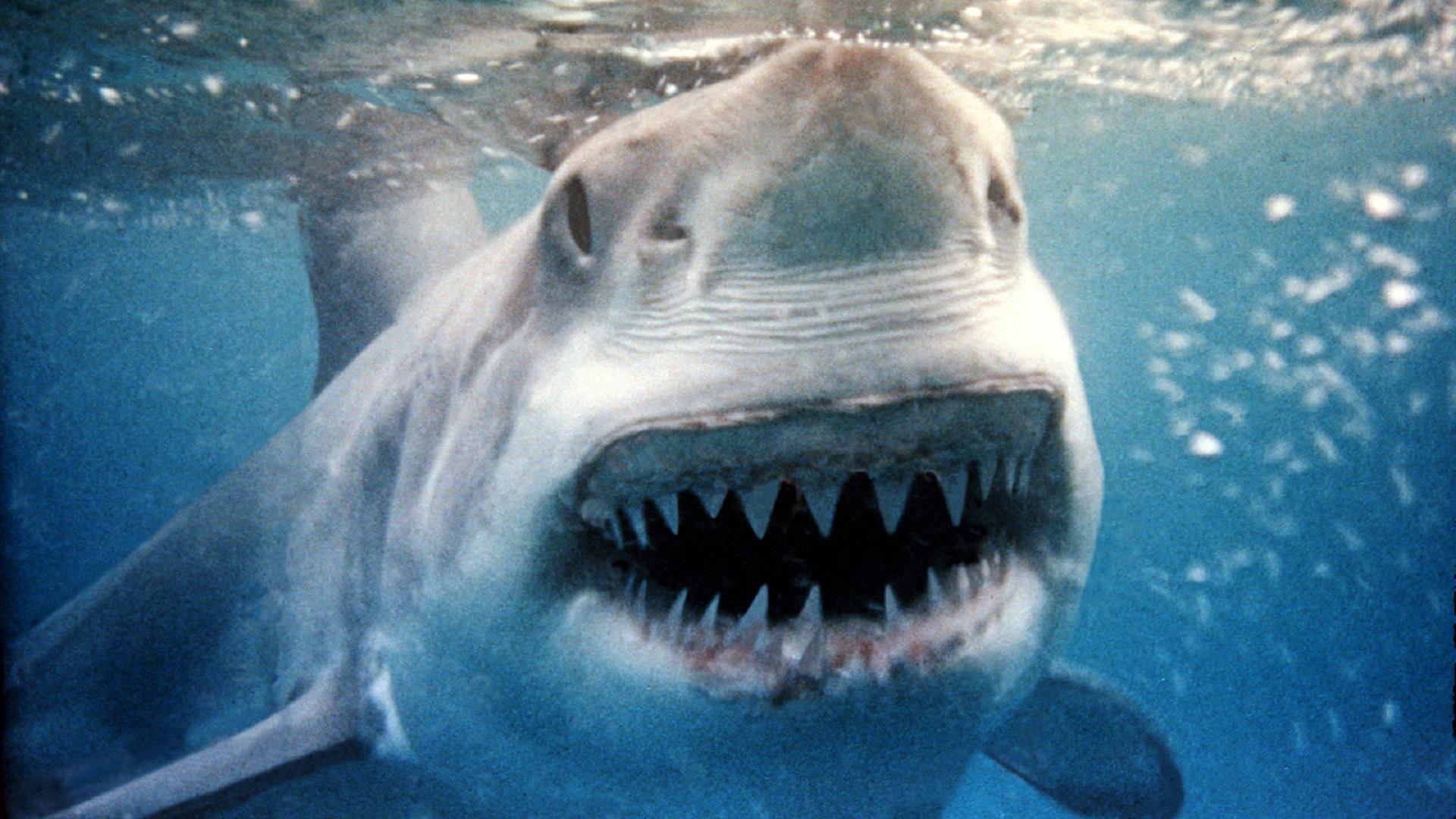 Es ist groß ein Hai unter der Wasseroberfläche zu sehen. Er blickt mit offenem Mund direkt in die Kamera.