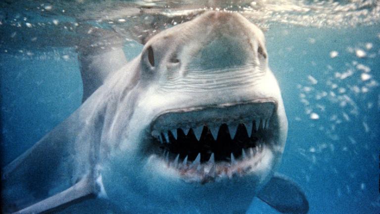 Es ist groß ein Hai unter der Wasseroberfläche zu sehen. Er blickt mit offenem Mund direkt in die Kamera.