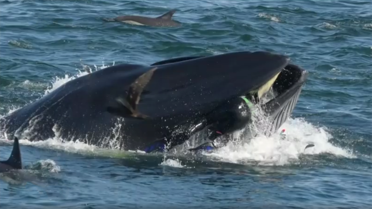 Wal verschluckt fast einen Taucher