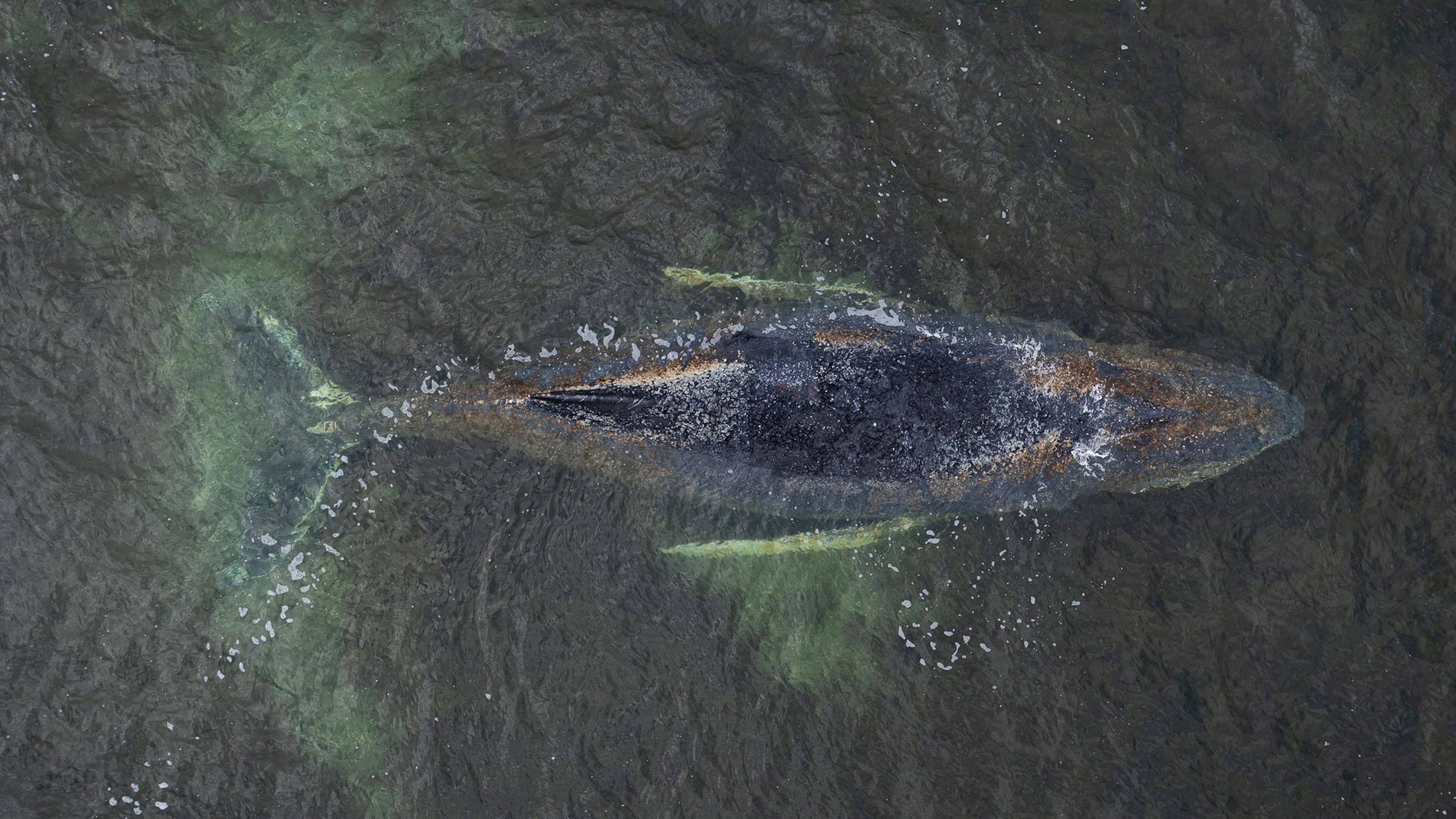 Eine Drohnenaufnahme herausgegeben von Greenpeace zeigt den Buckelwal in der Wismarbucht am 29.03.2026.