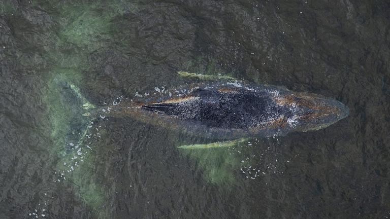 Eine Drohnenaufnahme herausgegeben von Greenpeace zeigt den Buckelwal in der Wismarbucht am 29.03.2026.