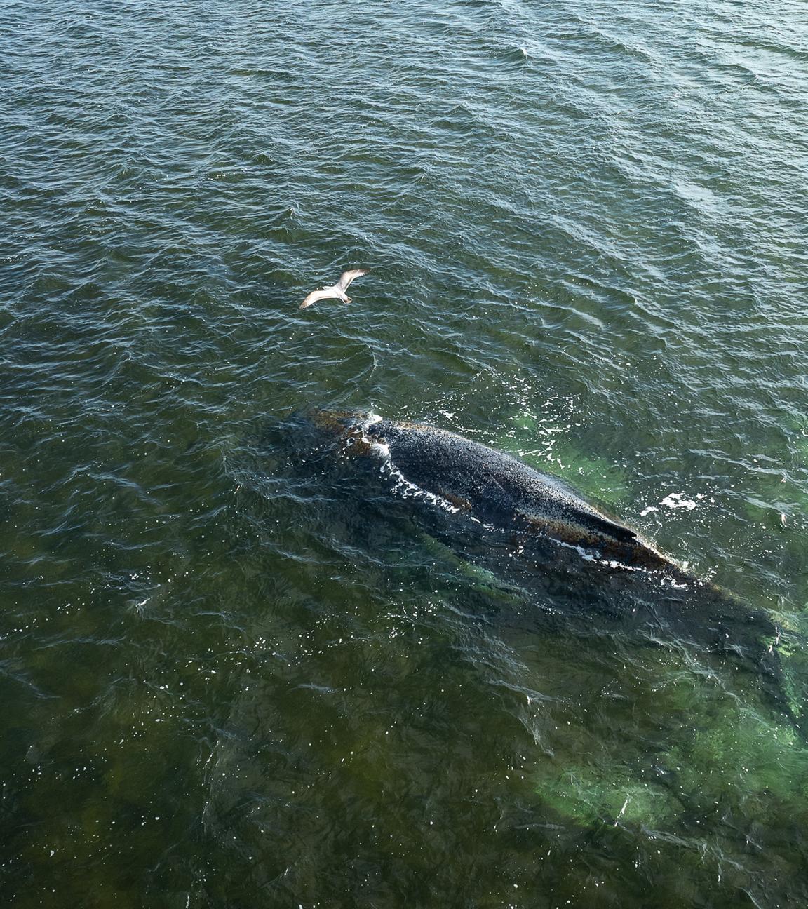 Eine von Greenpeace herausgegebene Drohnenaufnahme zeigt den Buckelwal in der Wismarbucht.