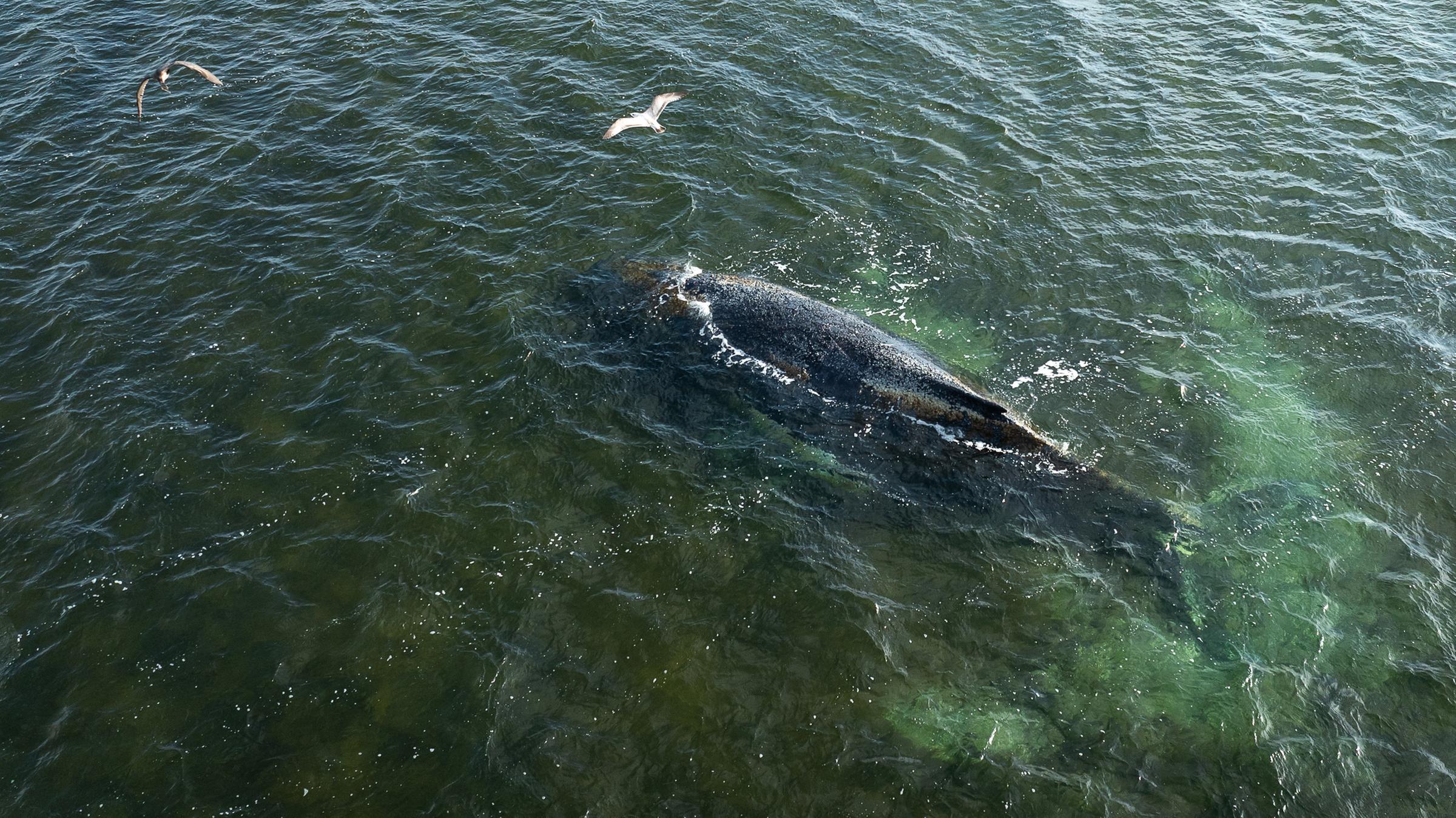 Eine von Greenpeace herausgegebene Drohnenaufnahme zeigt den Buckelwal in der Wismarbucht.