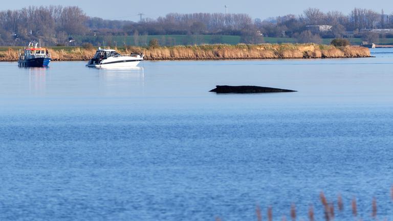  Ein Boot der Wasserschutzpolizei ist an der Sperrzone rund um den Buckelwal, der am Nachmittag noch immer vor der Insel Poel festsitzt, im Einsatz.