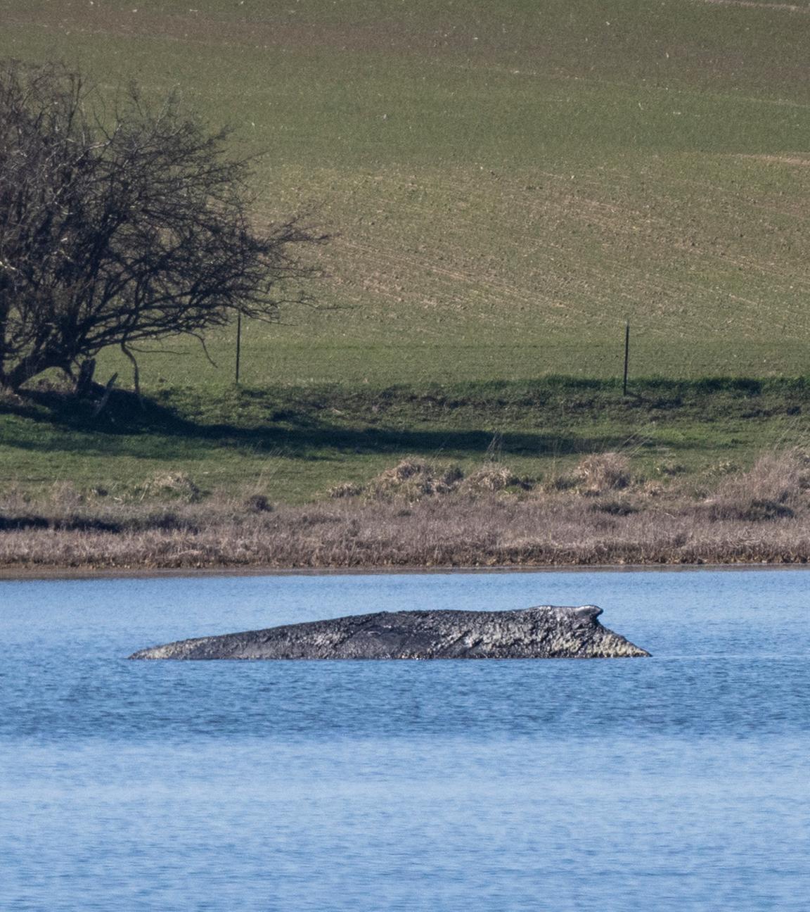 Der Buckelwal liegt vor der Insel Poel. Die Rettungsversuche für den vor Wismar erneut gestrandeten Wal werden eingestellt.