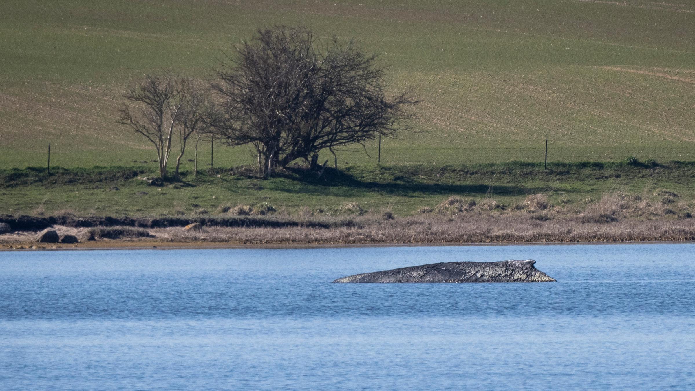 Der Buckelwal liegt vor der Insel Poel. Die Rettungsversuche für den vor Wismar erneut gestrandeten Wal werden eingestellt.