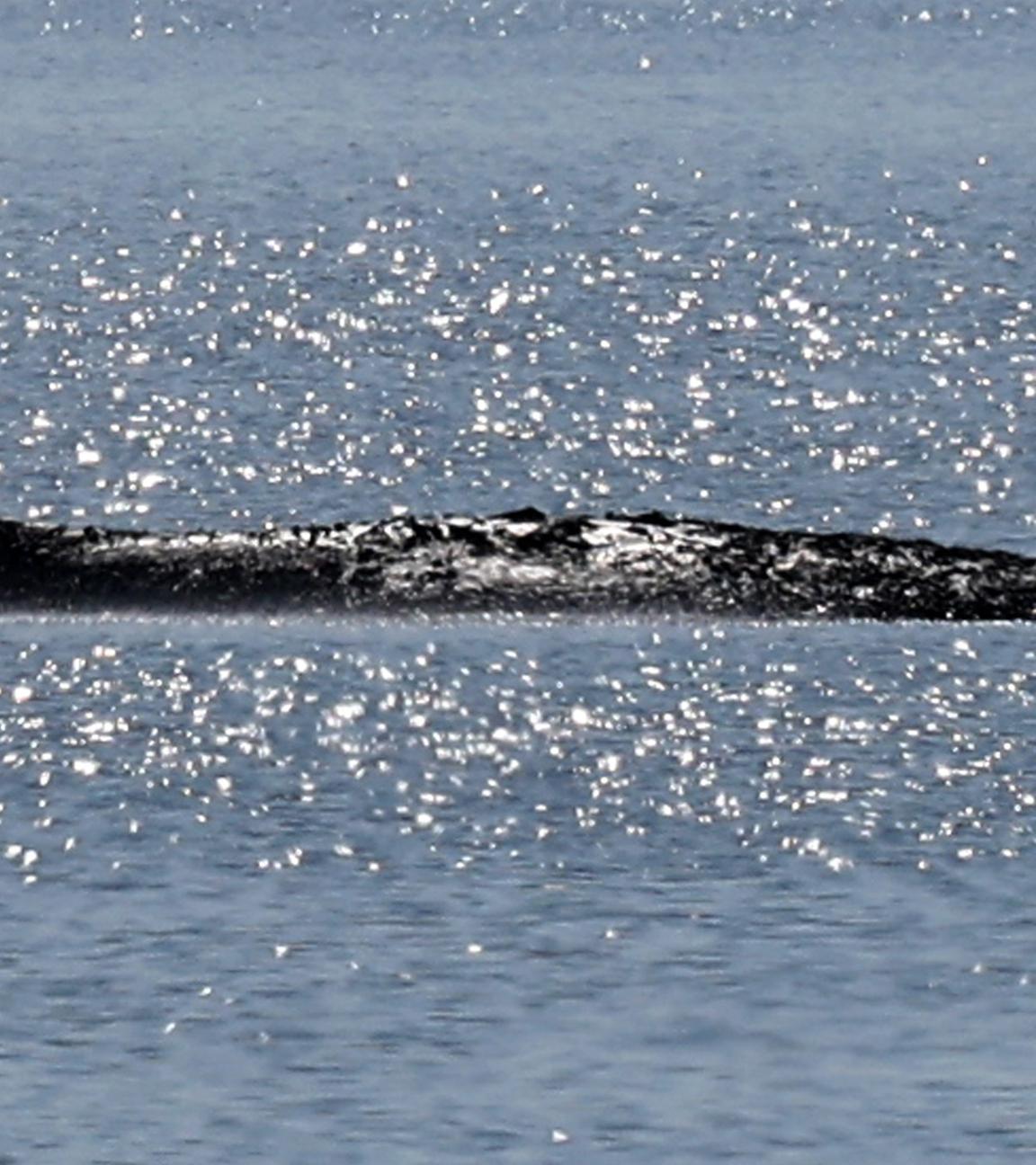 Der gestrandete Buckelwal liegt in einer Bucht der Ostseeinsel Poel.