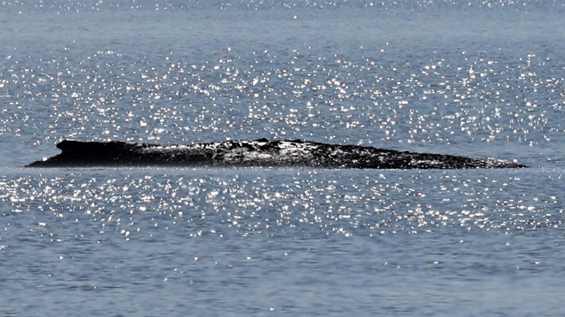 Der gestrandete Buckelwal liegt in einer Bucht der Ostseeinsel Poel.