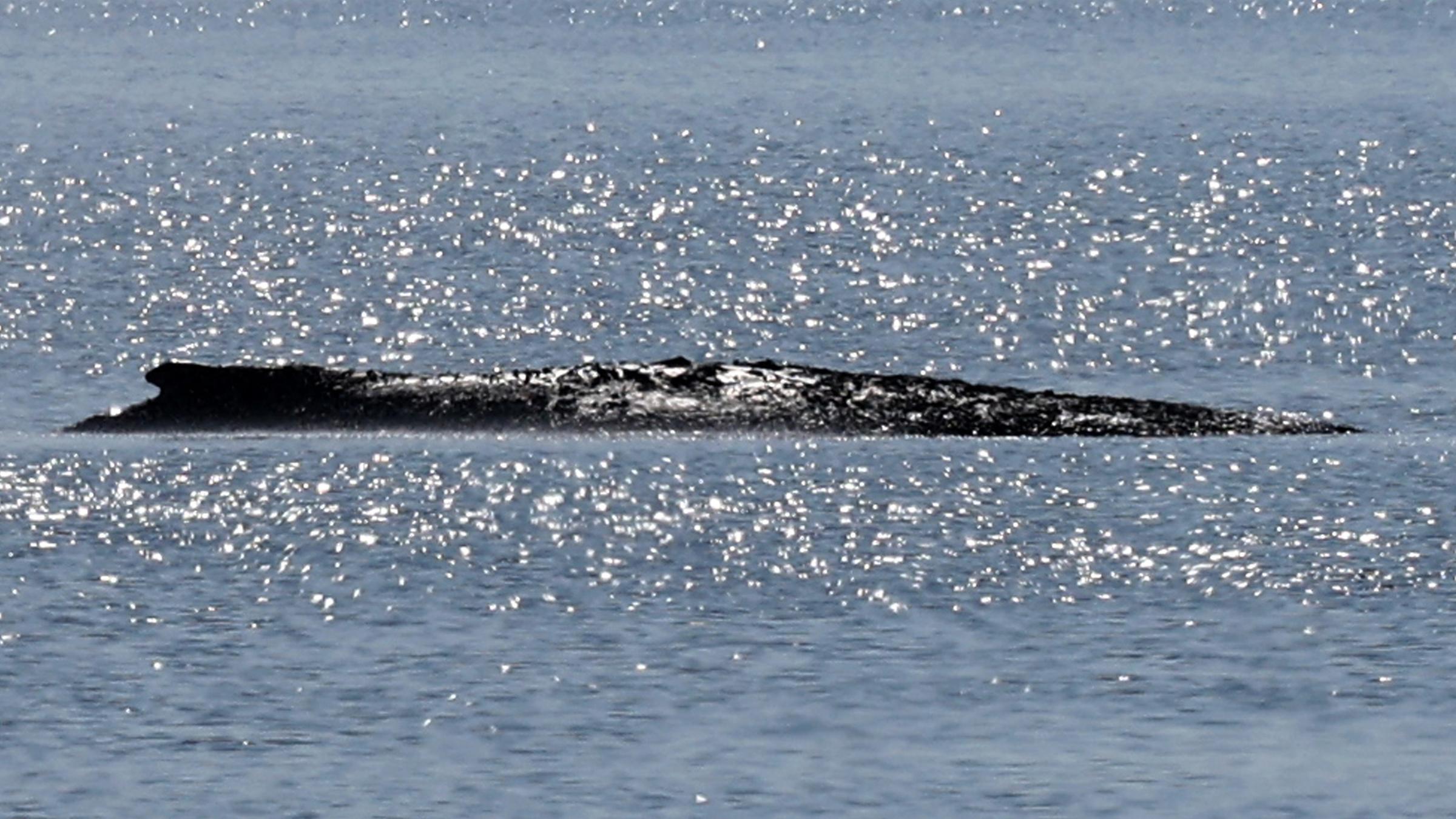 Der gestrandete Buckelwal liegt in einer Bucht der Ostseeinsel Poel.
