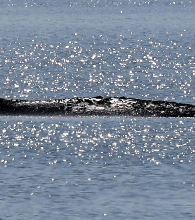 Der gestrandete Buckelwal liegt in einer Bucht der Ostseeinsel Poel.