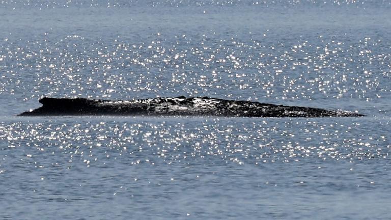 Der gestrandete Buckelwal liegt in einer Bucht der Ostseeinsel Poel.