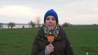 Rettung mit Schleppern: ZDF-Reporterin erklärt Wal-Plan