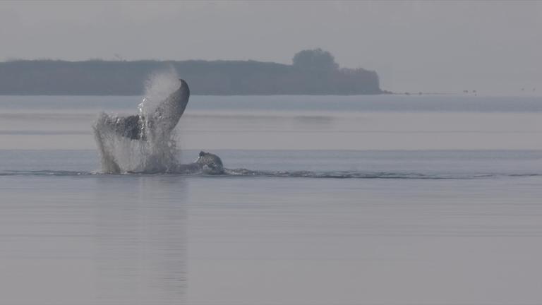 gestrandeter Wal vor Poel