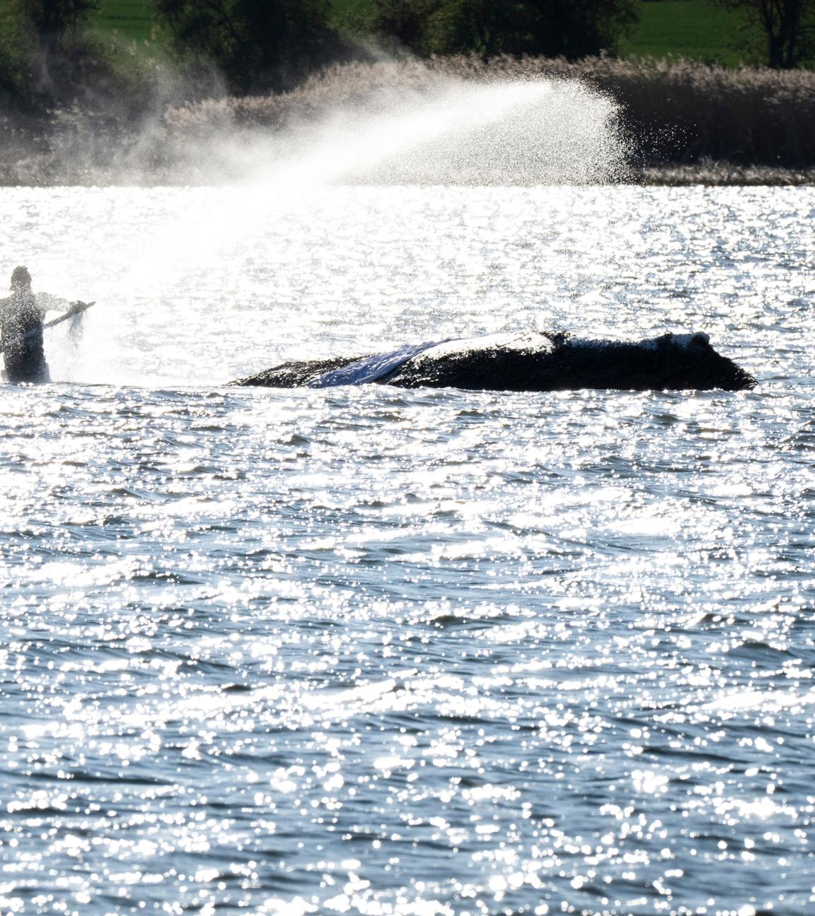 Mecklenburg-Vorpommern, Wismar: Helfer besprühen den Wal am Abend mit Wasser.
