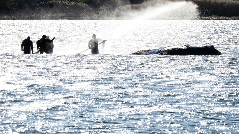 Mecklenburg-Vorpommern, Wismar: Helfer besprühen den Wal am Abend mit Wasser.