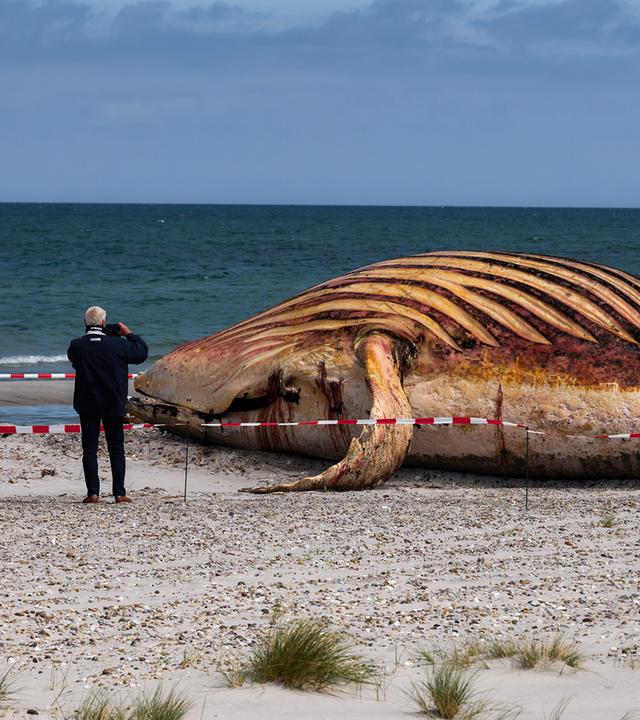 Toter Wal vor dänischer Insel Anholt, aufgenommen am 30.05.2026